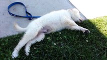 Cute Puppy Tired After A Long Walk & Taking a Break - English Cream Golden Retriever 8 Weeks Old (2 Months)