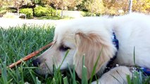 Cute Puppy Chewing on a Stick in the Grass at the Park  - English Cream Golden Retriever 8 Weeks Old (2 Months)
