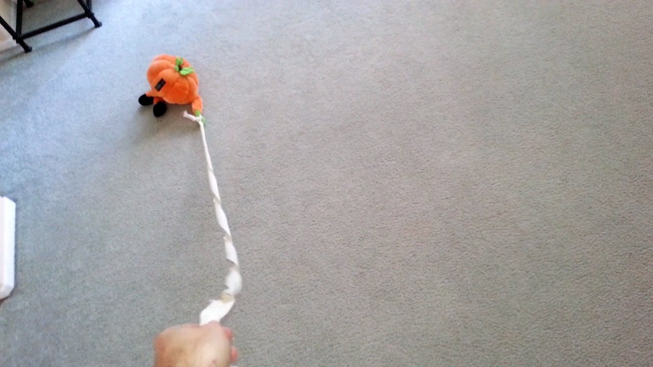 Fishing for a Cute Puppy with a Pumpkin Toy - English Cream Golden Retriever 8 Weeks Old (2 Months)