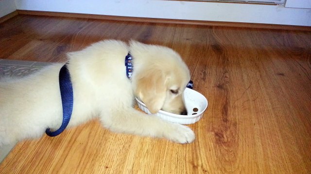 Tired Puppy Eating on the Floor after a Long Walk - English Cream Golden Retriever 8 Weeks Old (2 Months)