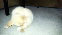 Funny Puppy Catches His Tail - English Cream Golden Retriever 8 Weeks Old (2 Months)