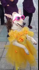 Anarkali Disco Chali