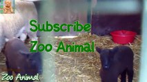 Sheep and la house on farm - Farm animals video for Kids - Animai