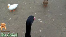Real Duck Chickens Goose nimals - Farm Animals vid