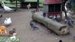 Real Duck Cm animals - Farm Animals vide
