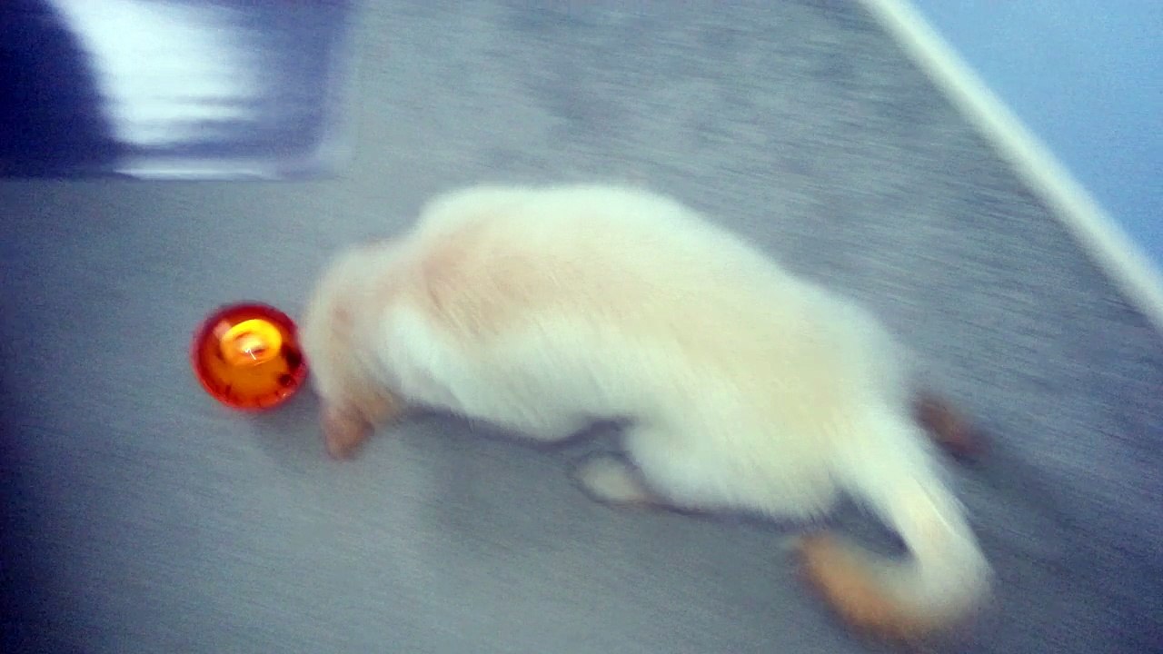 Happy Puppy Chasing Puzzle Treat Dispensing Ball Toy  - English Cream Golden Retriever 8 Weeks Old (2 Months)