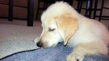 Funny Puppy Eating A Carrot Slice - English Cream Golden Retriever 8 Weeks Old (2 Months)