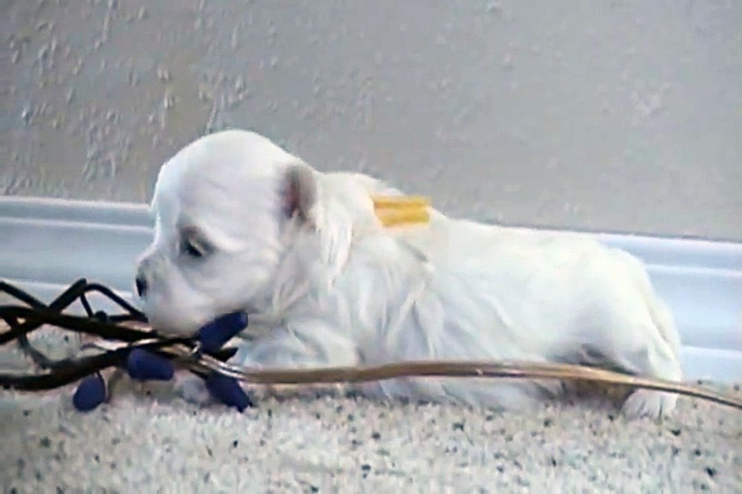 Cute Maltese Dog Puppies - 2 Weeks Old- Twitching and Eating Solid Food Part 4!!