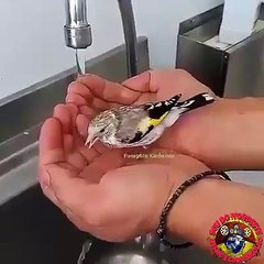 Passaro Tomando Banho