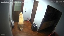 Cão inteligente abre várias portas para fugir de clínica veterinária