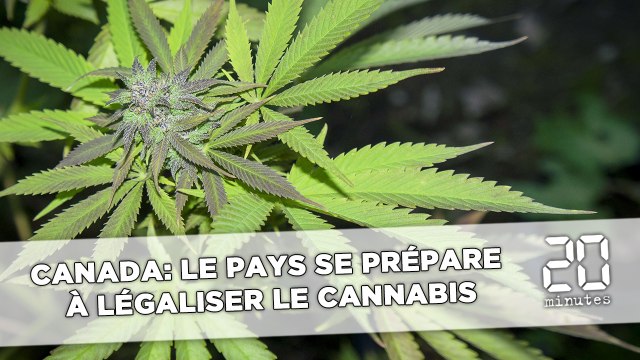 Canada: Le pays se prépare à légaliser le cannabis