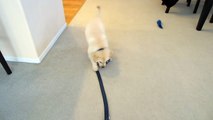 Cute Puppy Carrying His Own Leash - English Cream Golden Retriever 8 Weeks Old (2 Months)