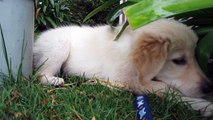 Silly Puppy Playing in the Bushes - English Cream Golden Retriever 8 Weeks Old (2 Months)