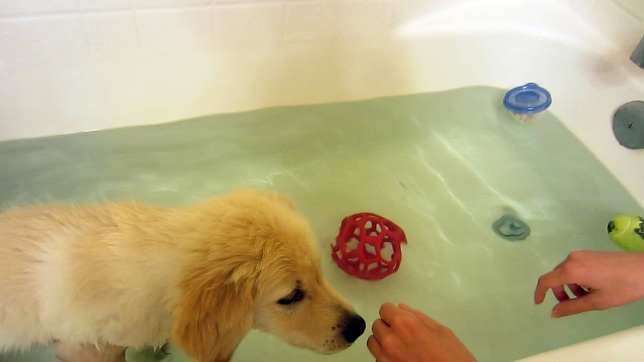 Trying to get Puppy to Play with Tennis Ball in Bath Tub - English Cream Golden Retriever 8 Weeks Old (2 Months)