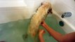 Cute Puppy Learning To Swim in Bath Tub Full of Water First Time - English Cream Golden Retriever 8 Weeks Old (2 Months)