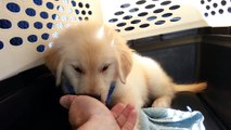 New Puppy In His Carrier Going Home - English Cream Golden Retriever 8 Weeks Old (2 Months)