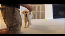Cute Puppy Learns To Sit Shake & Roll Over - English Cream Golden Retriever 8 Weeks Old (2 Months)