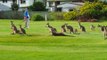Kangaroos and Birds Crowd an Australian Golf Course