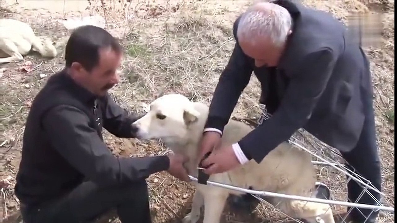 Engelli Köpeğe Pazar Arabasından Yürüteç Yapan İnsan