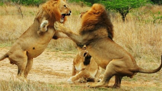 Vahşi Doga Belgeseli : Aslanların Günlügü - Türkçe ve HD Kalite... | Belgesel Arşivi