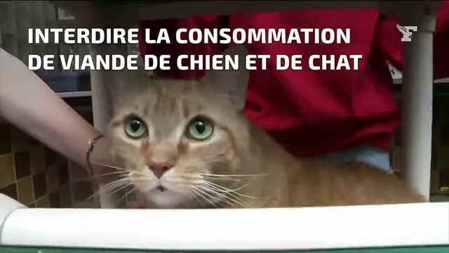 Taïwan devient le premier pays d'Asie à interdire la consommation de chiens et de chats