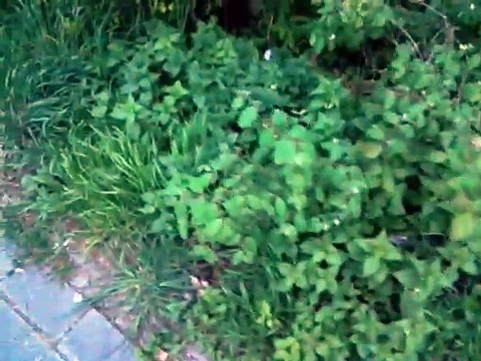 weihnachts christkind markt tassen wachsen in nürnberg auf bäumen frühling blüten blumen