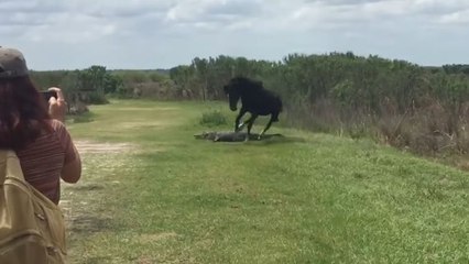 États-Unis un cheval sauvage attaque un alligator dans un parc naturel.