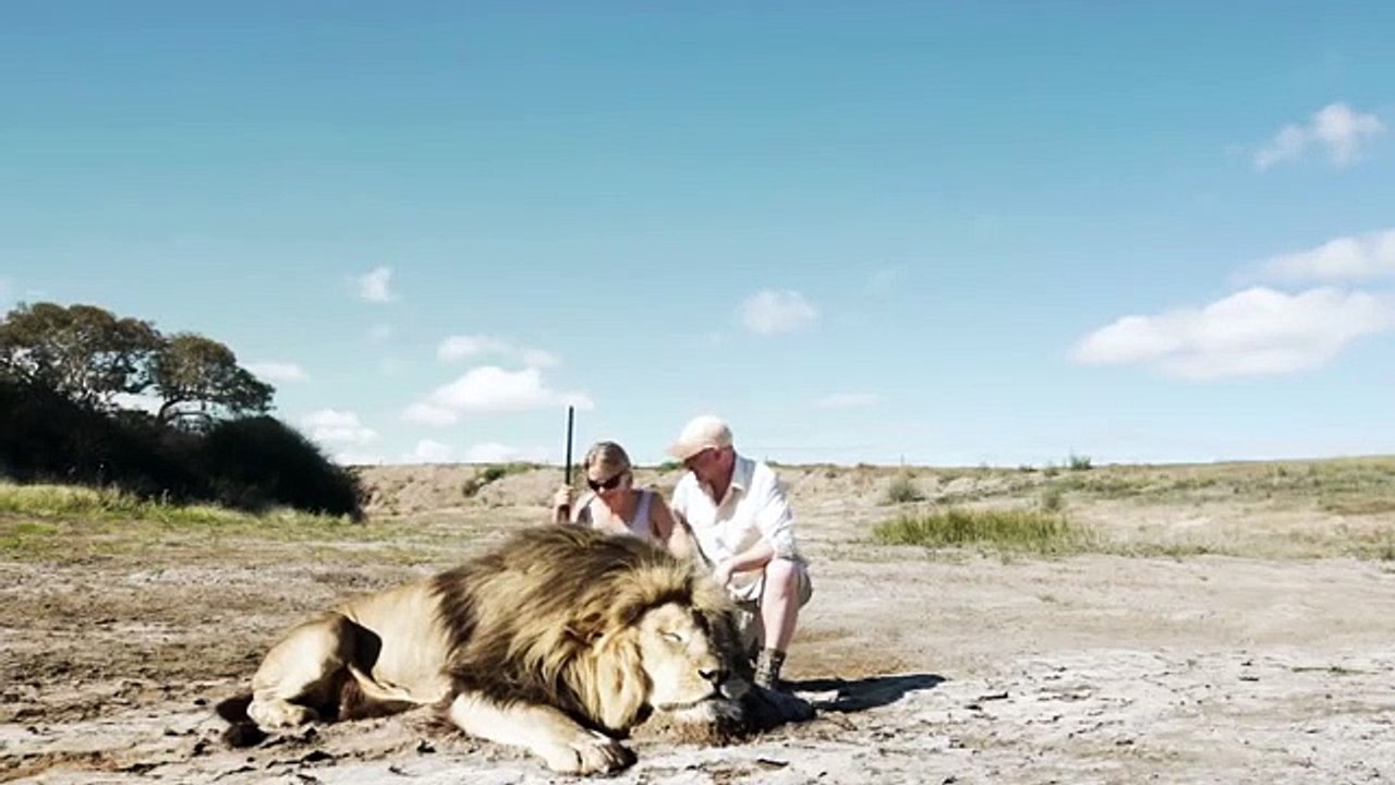 KARMA: Mataram um leão e tiraram foto, mas quando olharam para trás...