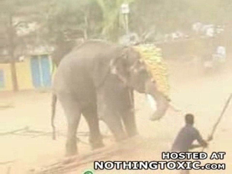 élephant massacre