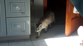 Ce chat a perdu son meilleur ami, mort d'un cancer. Découvrez sa réaction lorsqu'on lui présente un nouveau chaton !