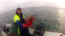 Guernsey Crawfish-f1Gg5TD3tL0