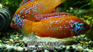 【水槽156】紅玉魚の産卵 Red jewel cichlid spawning