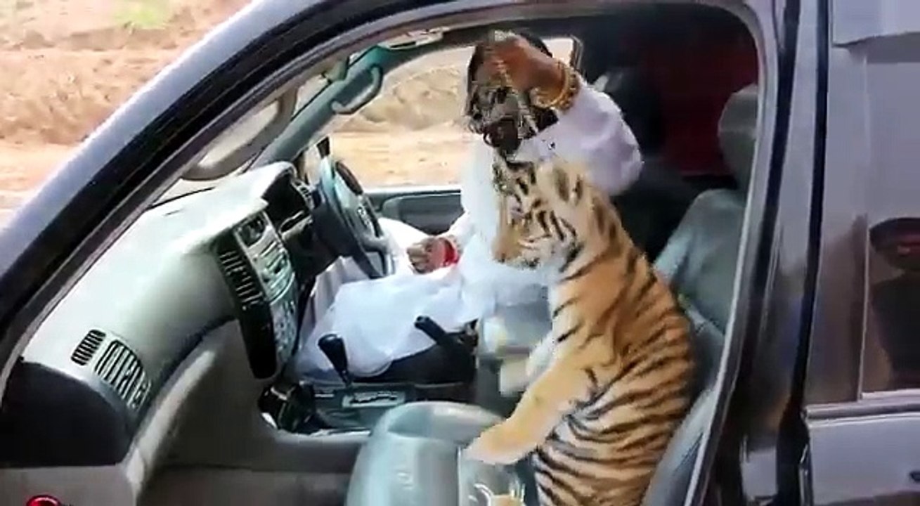 [MP4 360p]one  Indian man  pet a tiger