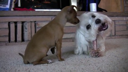 Chihuahua Puppy- "Let Me Eat My Bone"  Part 1!!