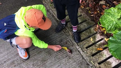 MEET a Giant Snail