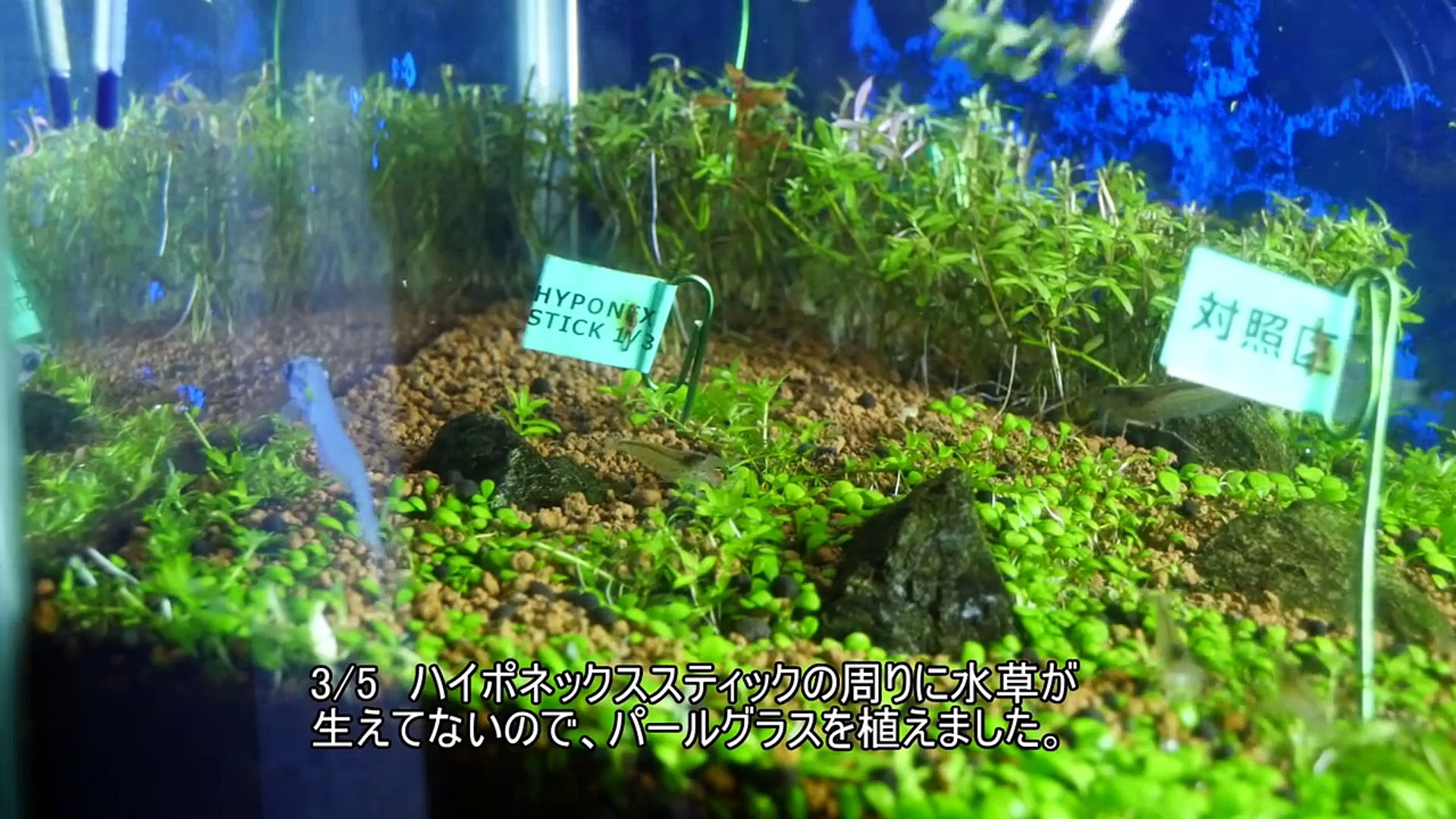 水槽115 追肥資材の検証part3 45cm水草水槽 Verifing Additional Fertilizer For Water Plant Video Dailymotion