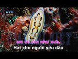 { Karaoke } Hát Cho Người Yêu Dấu   Quang Vinh
