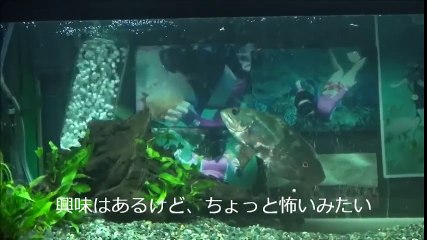 【水槽57】90cm規格水槽 Part7(鉢底式流動濾過筒)【もりぞう】 fluid filtration in a tube made by pot-bottom-net