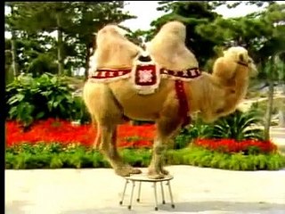 Funny Animal Actions: Different animals perform Acrobatics 马戏团表演：动物表演杂技