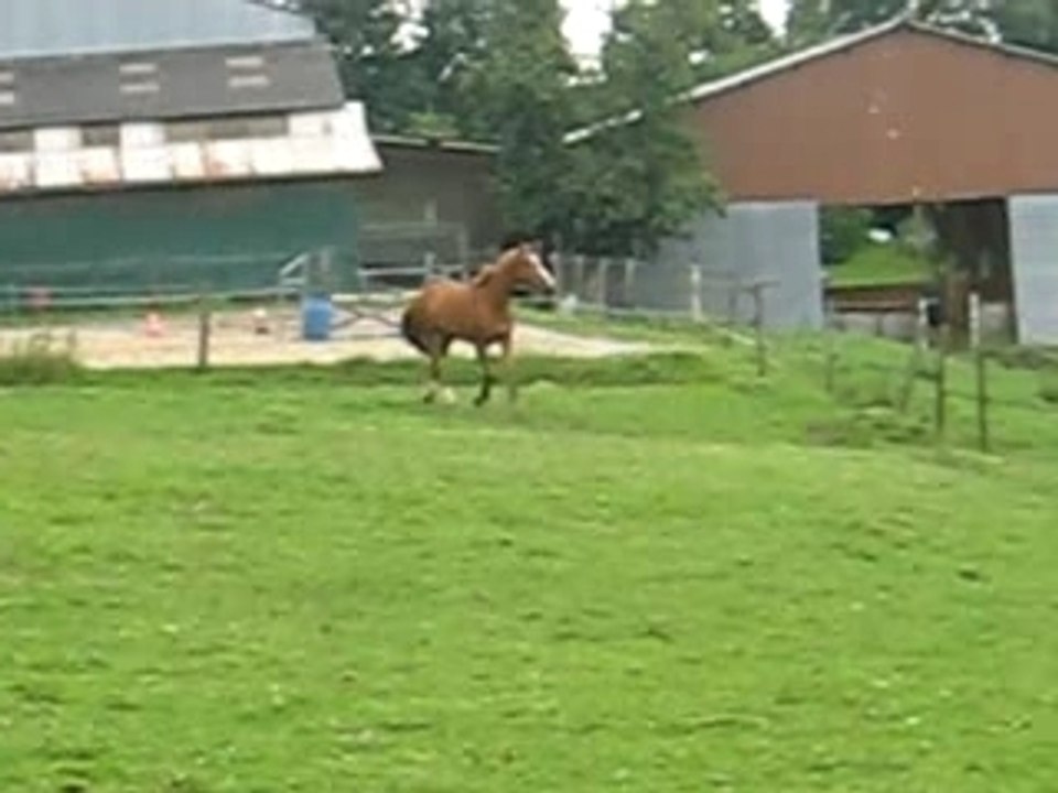 pakito le trotteur fou XD