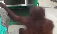 Bayi Orangutan Berhasil Diselamatkan Petugas