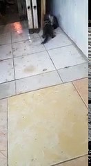 Kucing Berantem Lucu