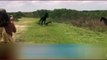 Stallion Fights Alligator Florida Wild Life