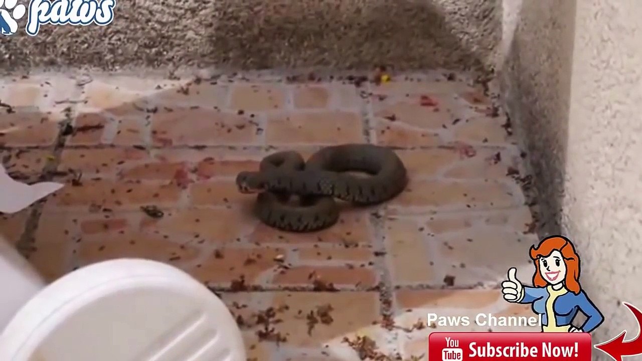 Cat kills the cobra  Pack of dogs kill a huge king cobra
