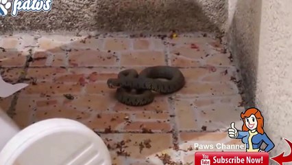 Cat kills the cobra  Pack of dogs kill a huge king cobra