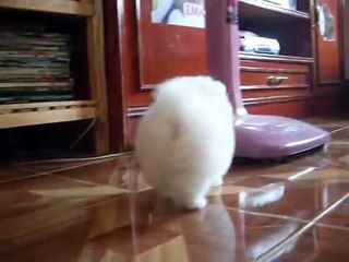 Download Video: magnifique chiot spitz nain allemand