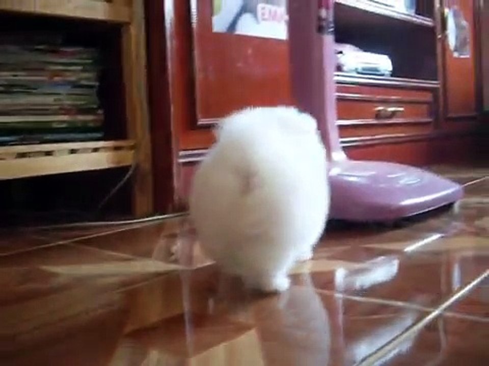 magnifique chiot spitz nain allemand