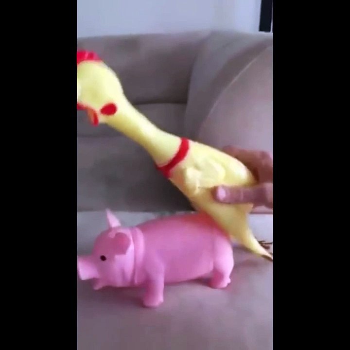 WTF Is This 18+ Video LOL