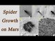 NASA reveals how spiders growing on Mars | Oneindia News