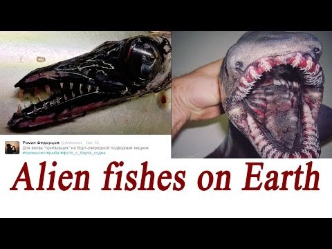 Russian fisherman catches 'Alien' like fishes, Images go viral | Oneindia News